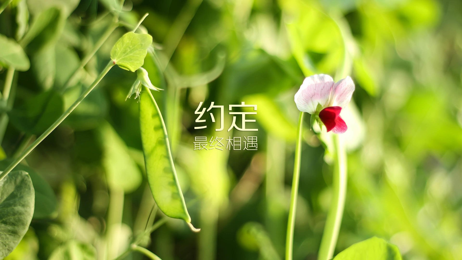 爱游戏娱乐平台-千叶喷射机季后赛资格有望稳固，日本千叶喷气机篮球队