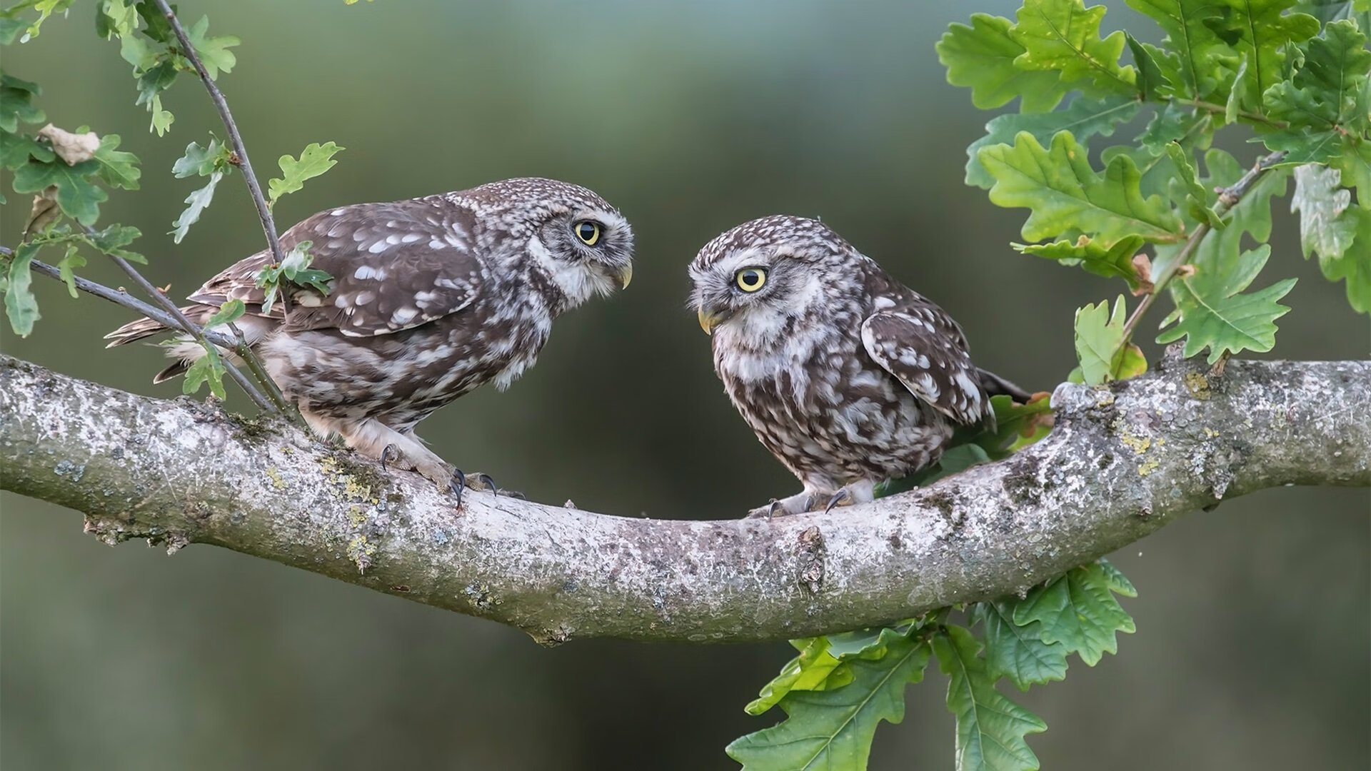 中国足球场地适配与表现波动分析,中国足球场地标准