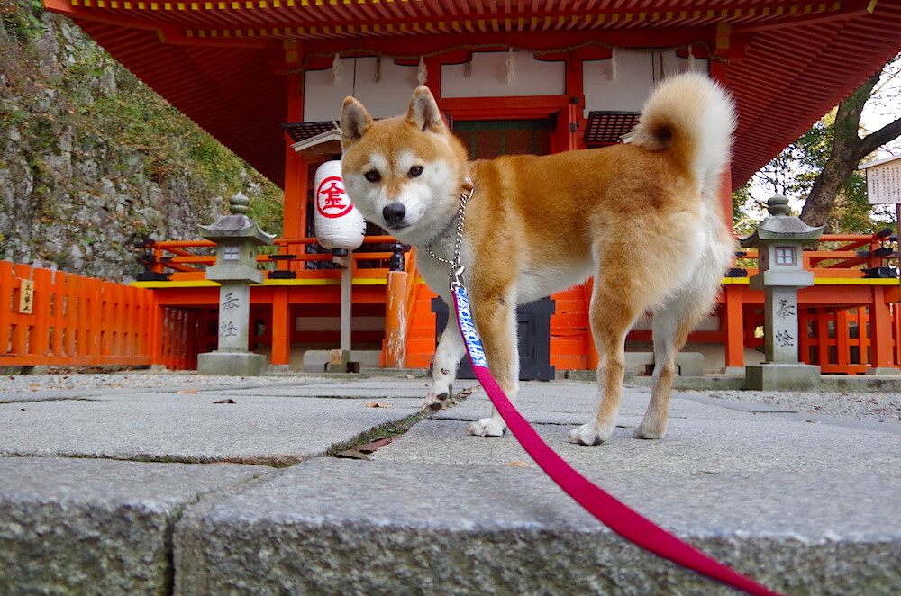 中超进攻三角组合效率排名,中超联赛角球数据