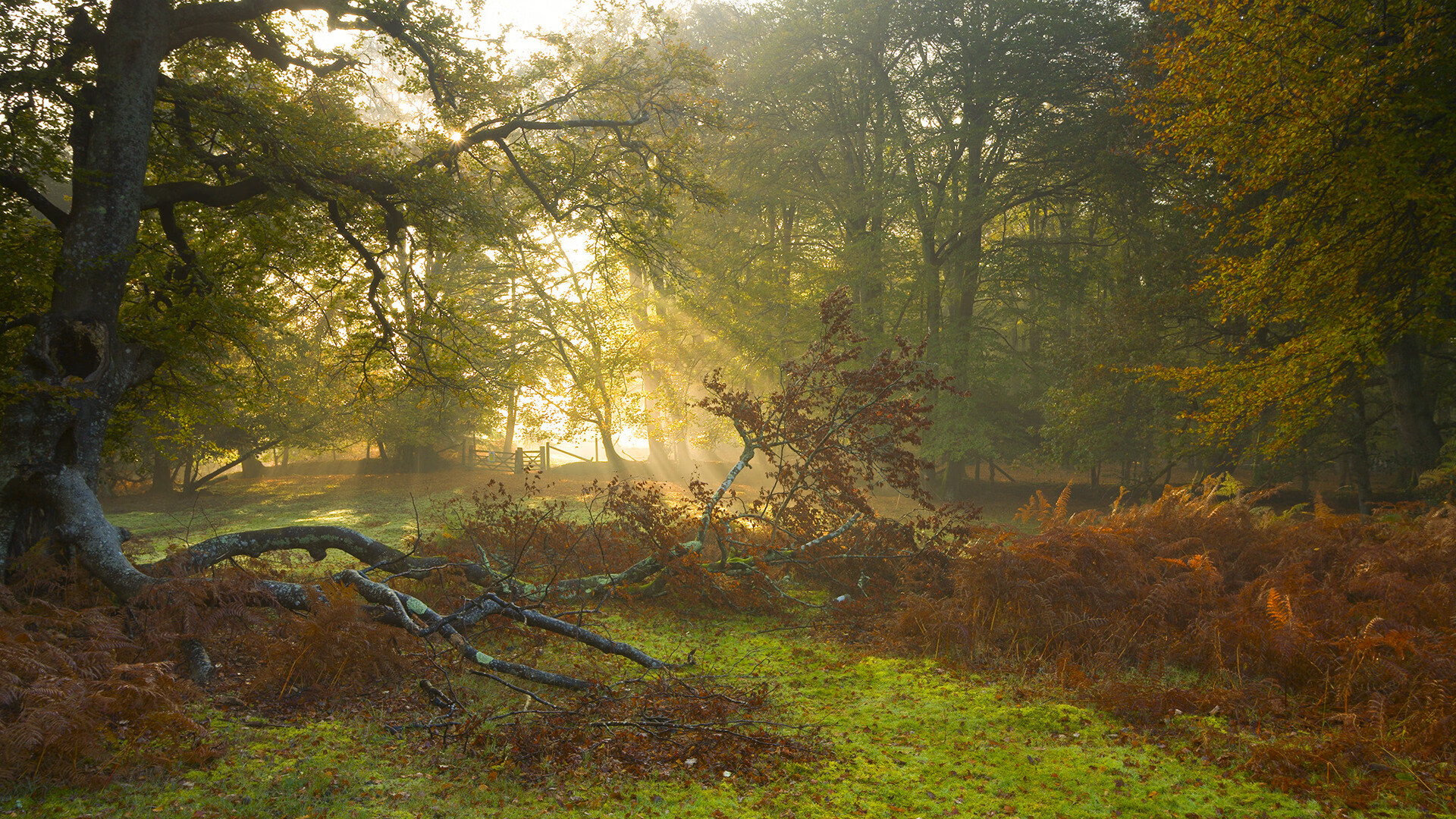 体育教师专业发展支持体系与教师满意度关系研究,对体育教师专业素养的评价包括