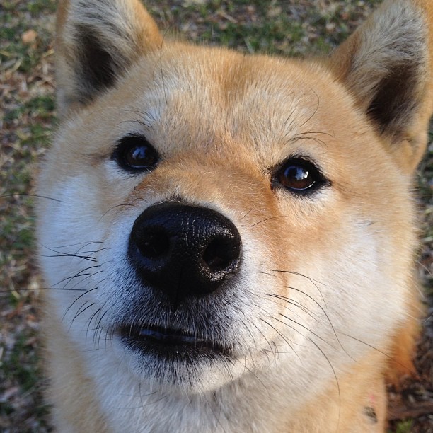 各国裁判:多样化与国际趋同的发展趋势,国际裁决