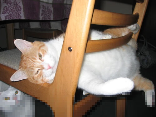 奥林匹克资格系列赛中国健儿捷报频传,奥林匹克竞赛全国一等奖