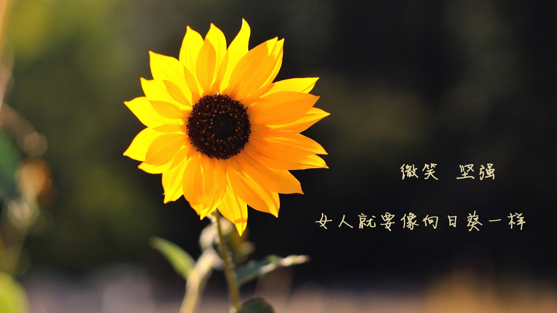 赛季盘点:最具影响力的五大足球事件,足球史上重大事件