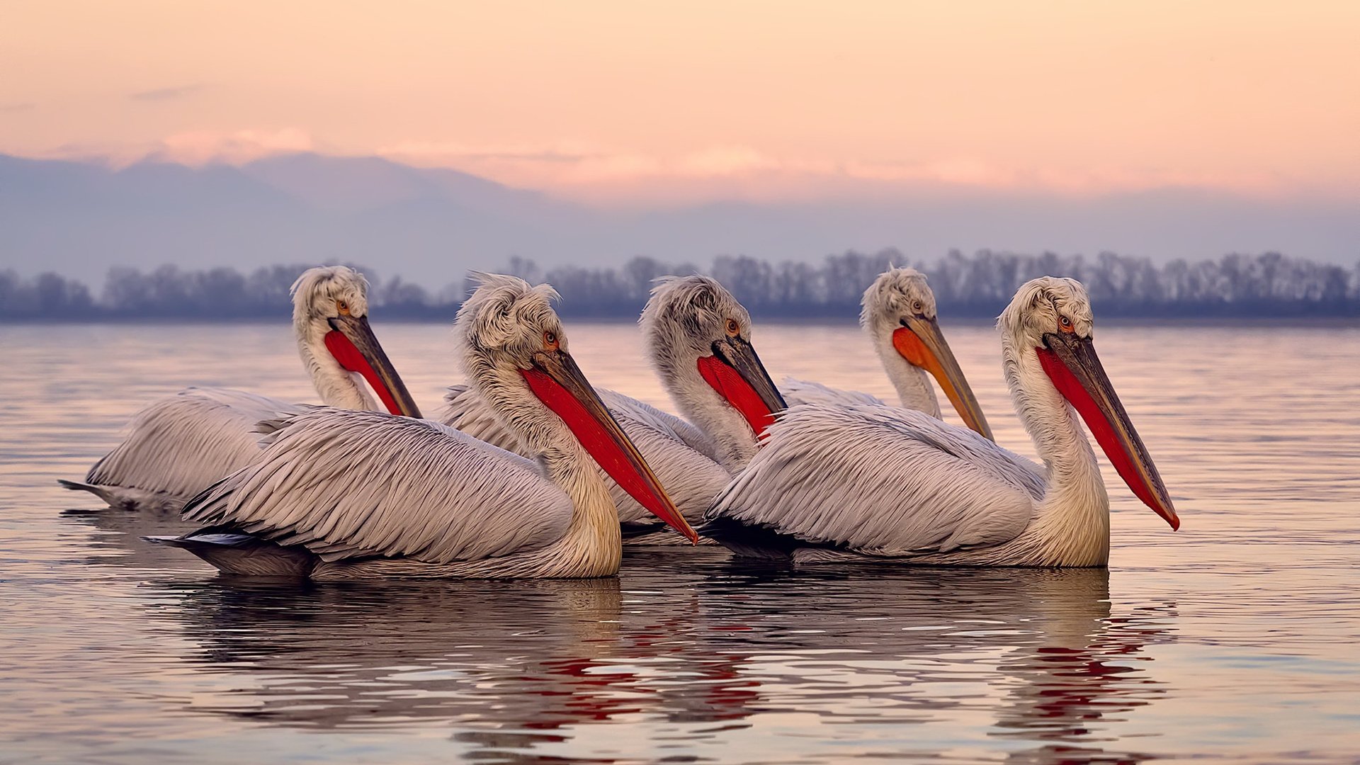 高光时刻:世俱杯最震撼的进球盘点,世俱杯集锦