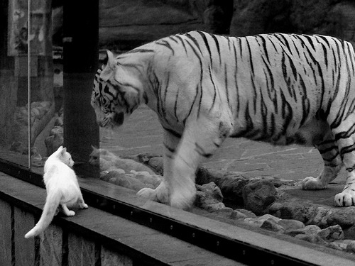 高校体育赛事观众体验优化策略,观看体育赛事的价值和意义