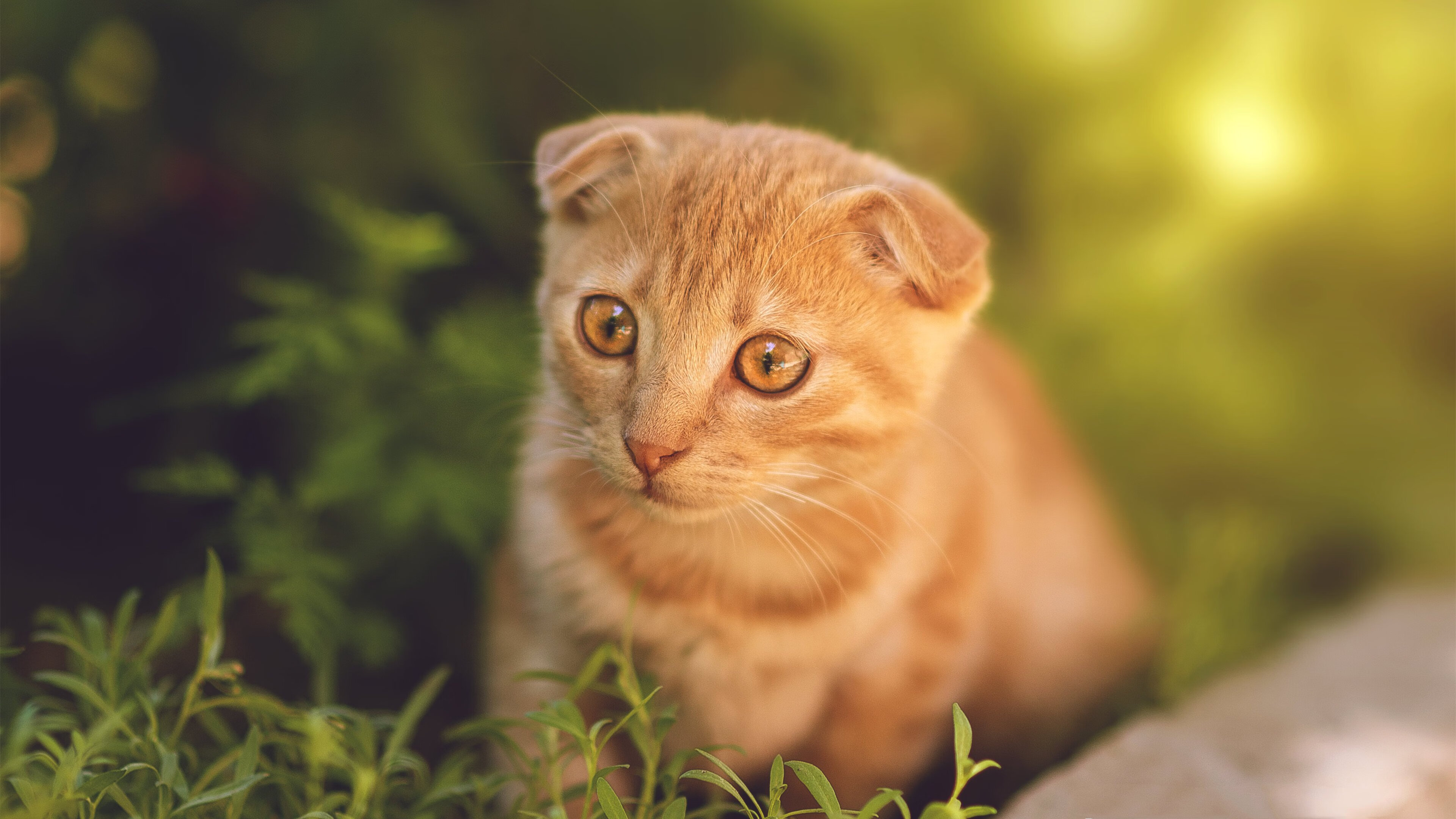 ayx-东亚杯国足爆冷 球迷呼吁调整阵容，国足东亚杯比赛直播