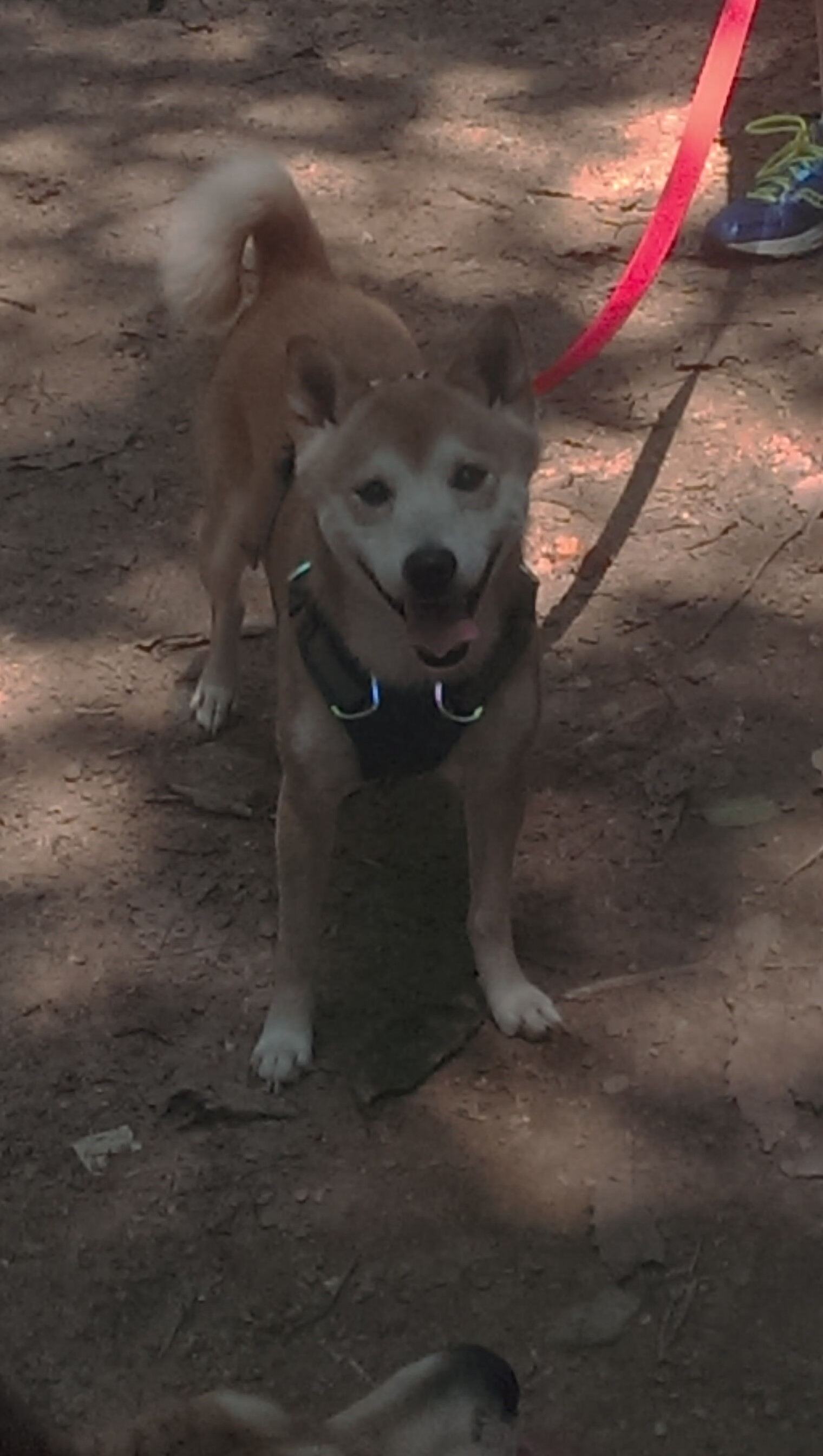 全新赛制!2024年国际乒联混合团体世界杯详解,24届乒乓球世界杯