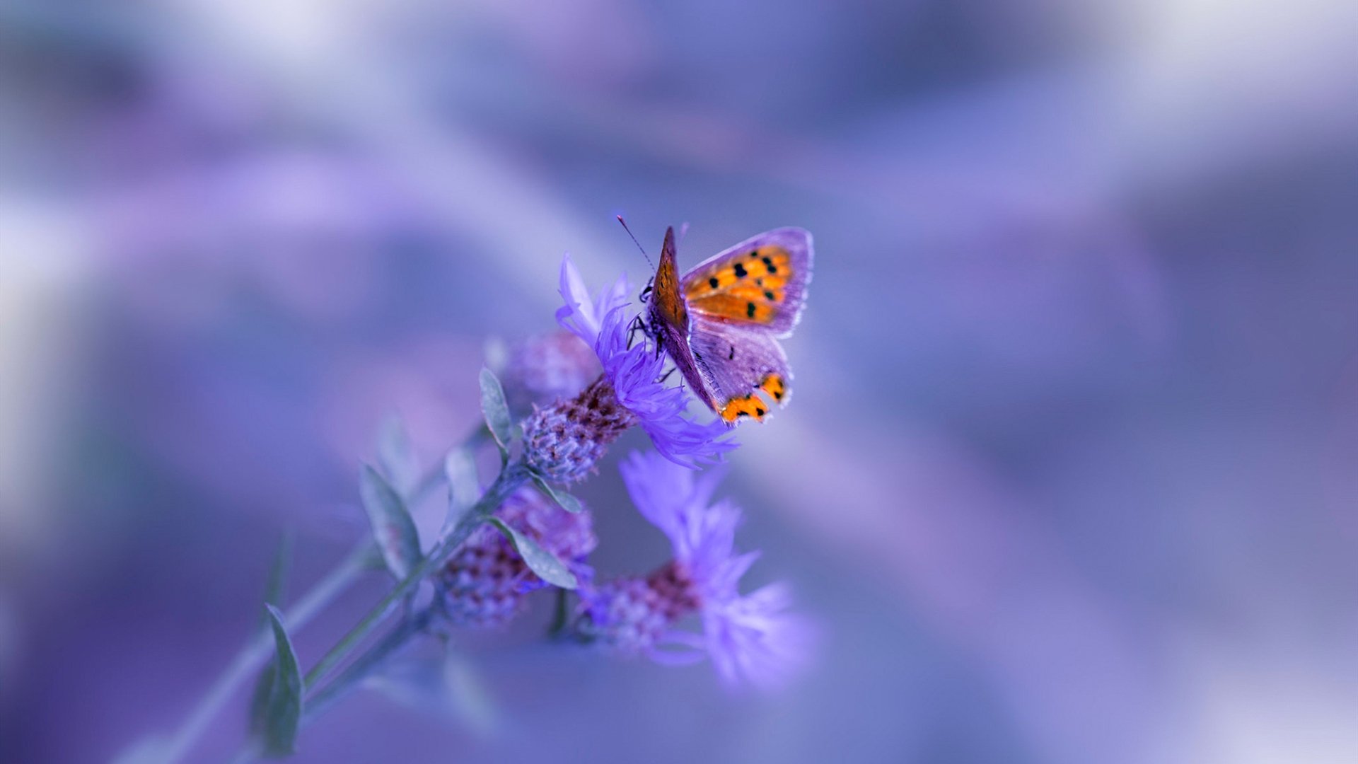 利物浦中后场衔接流畅助力前场创造,利物浦的中场球员